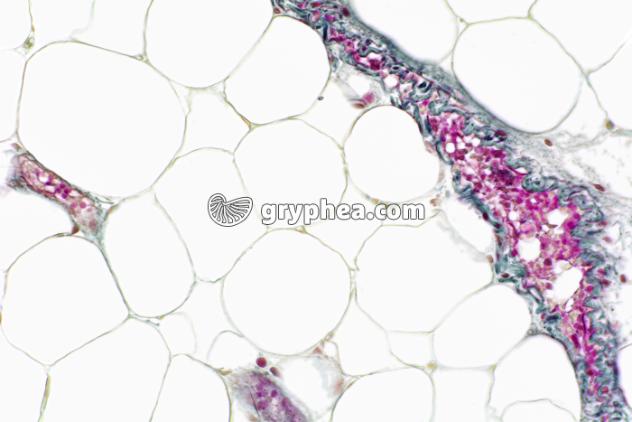 Tissu adipeux dégraissé x100 - gryphea.com